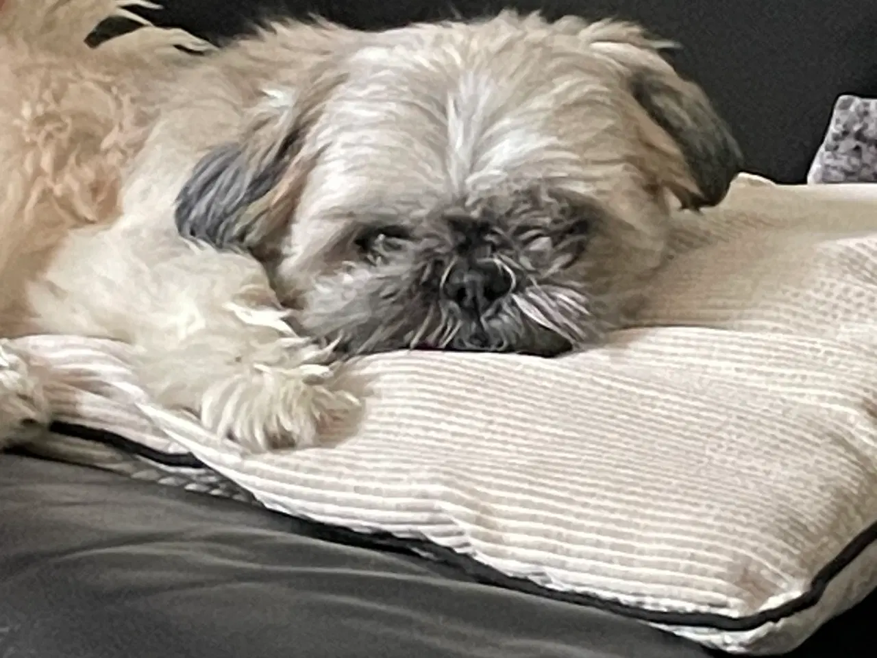 Billede 4 - 5 år gammel Shih tzu