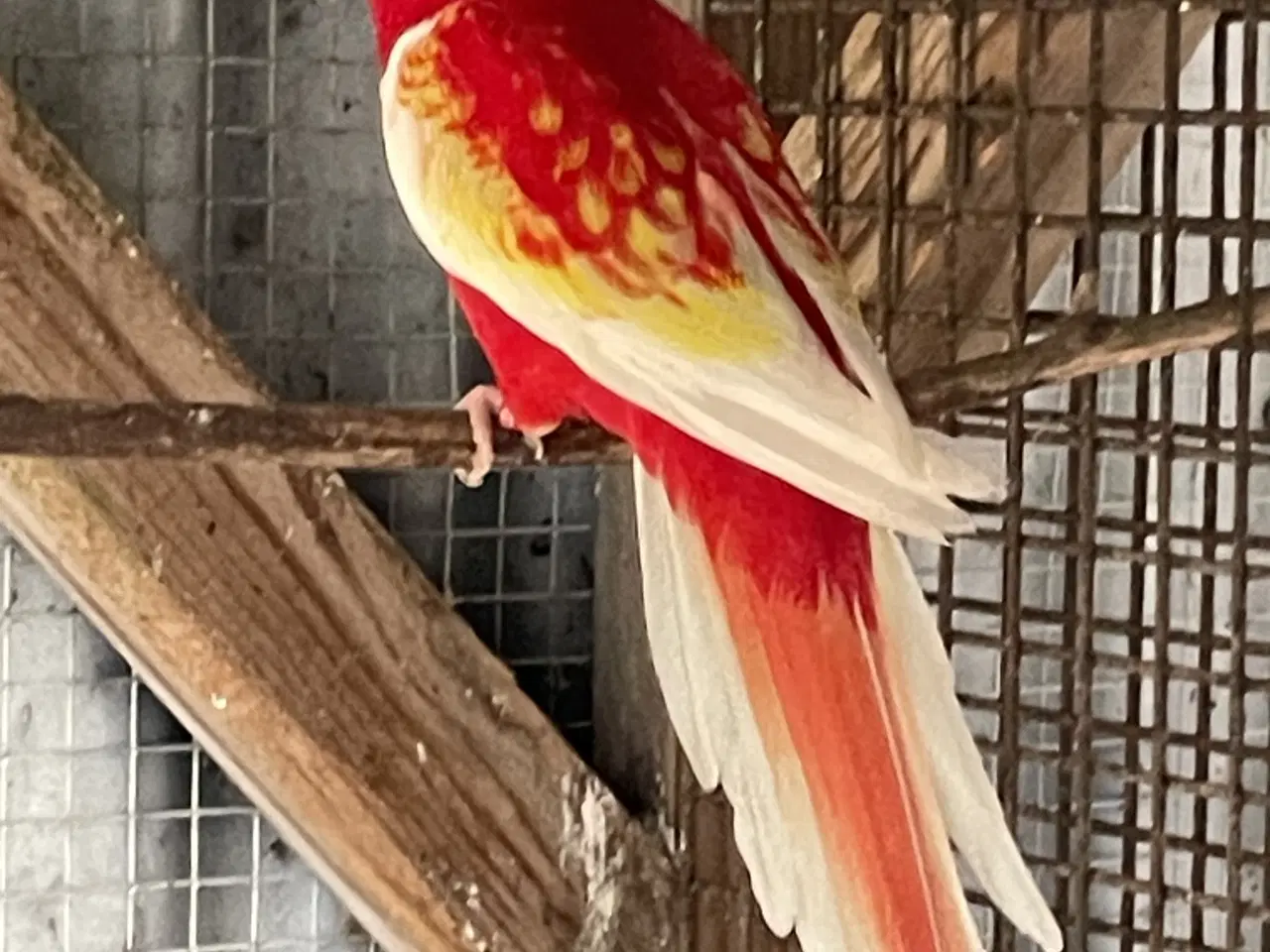 Billede 3 - Rubino Rosella