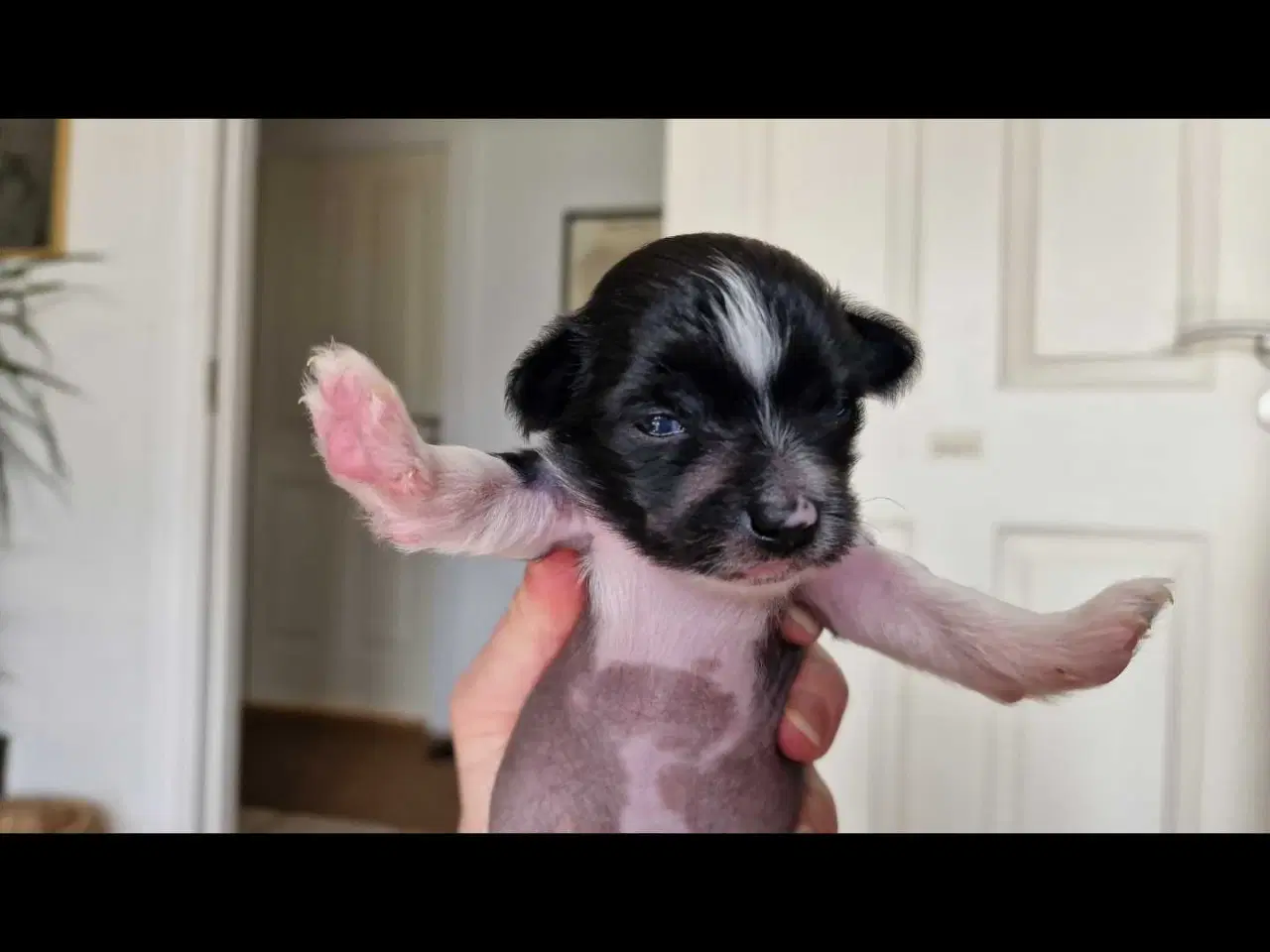 Billede 4 - Chinese crested/chihaua Hundehvalp, hårløs han