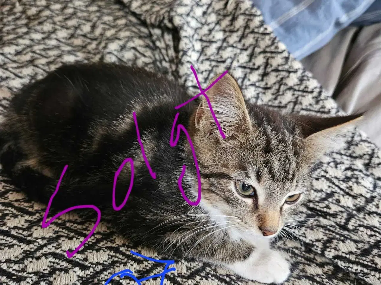 Billede 10 - Killinger