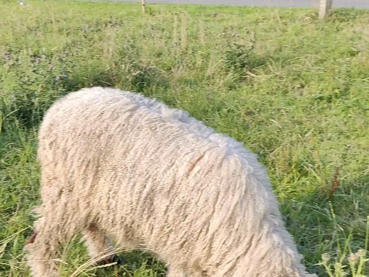 Billede 3 - Black nose og en spælsauer 