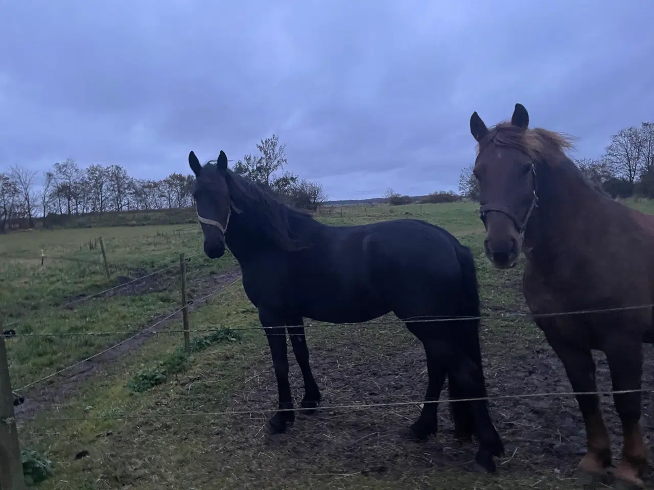 Billede 3 - Hest