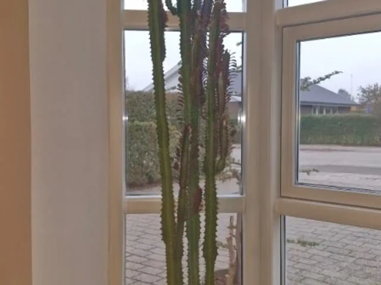 Billede 2 - Stueplante, Kaktus, Afrikansk Mælkebøg.