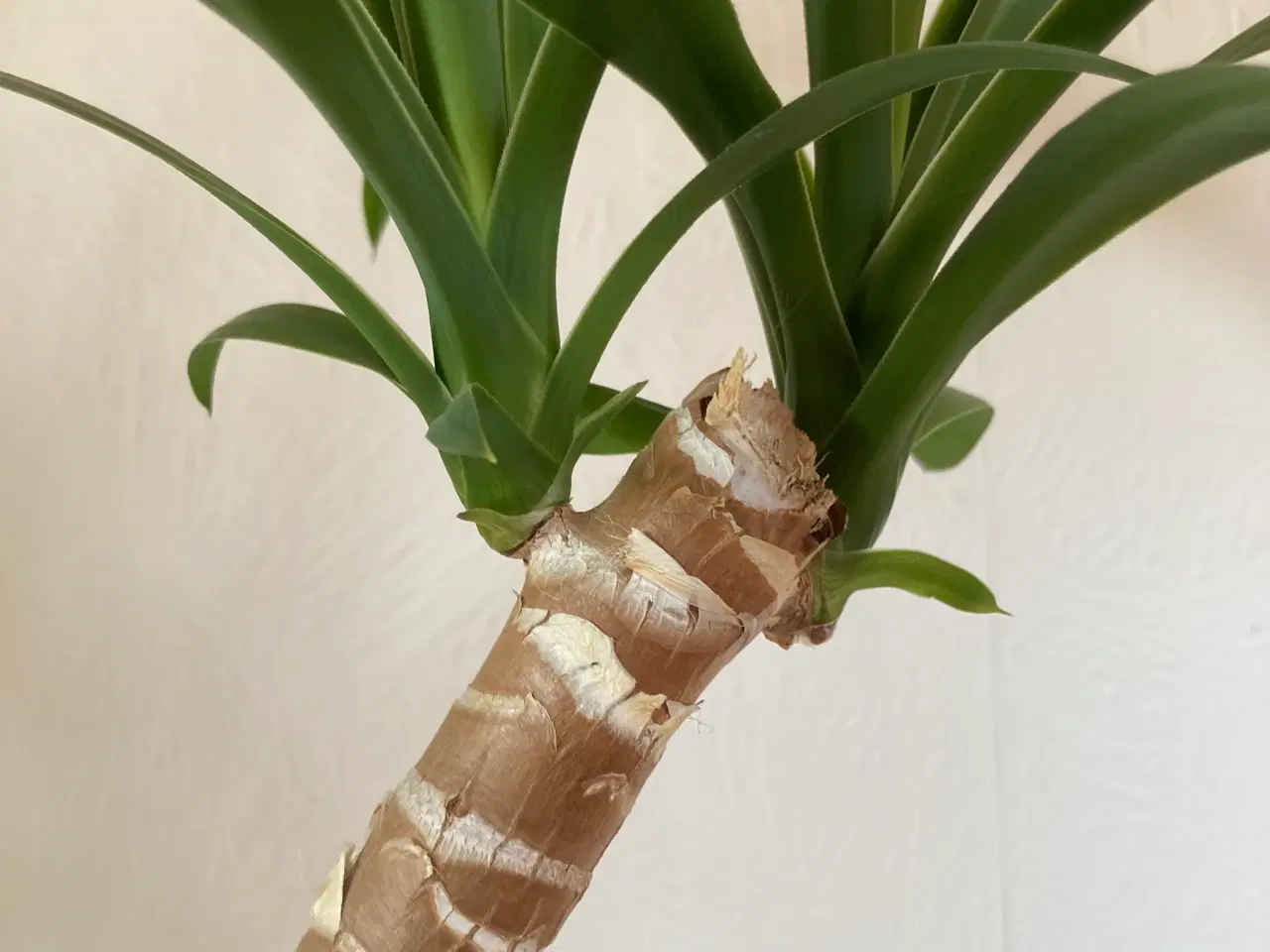 Billede 1 - Yuccapalme