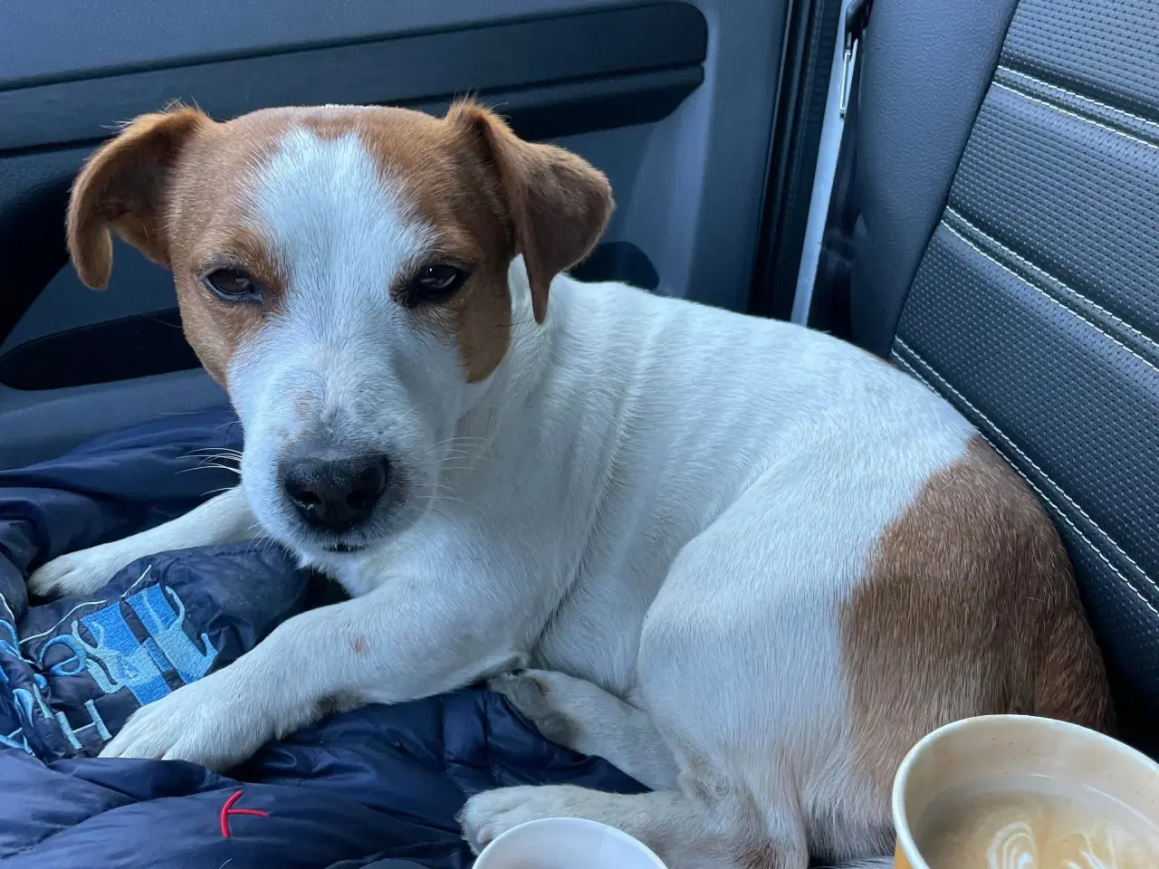 Billede 15 - Jack Russel Hvalpen
