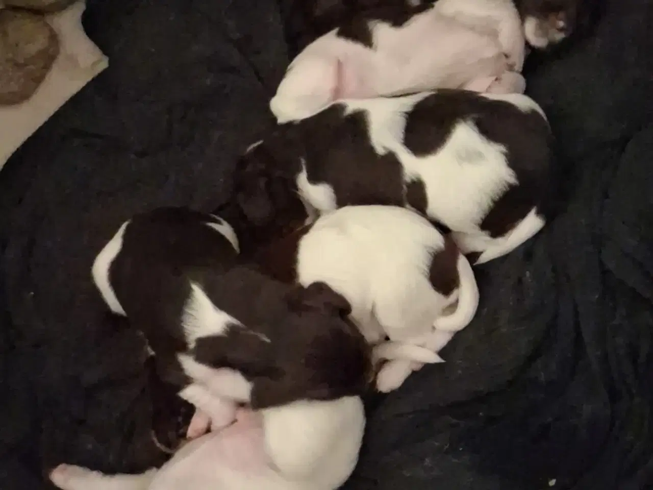 Billede 2 - Engelsk Springer Spaniel og Kleiner Münsterländer 