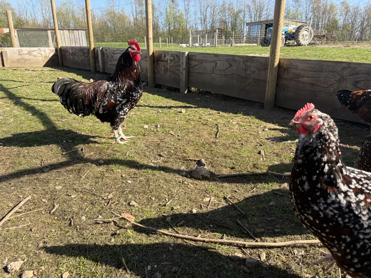 Billede 1 -  1.5 Sussex i Brun sort porcelænsfarvet