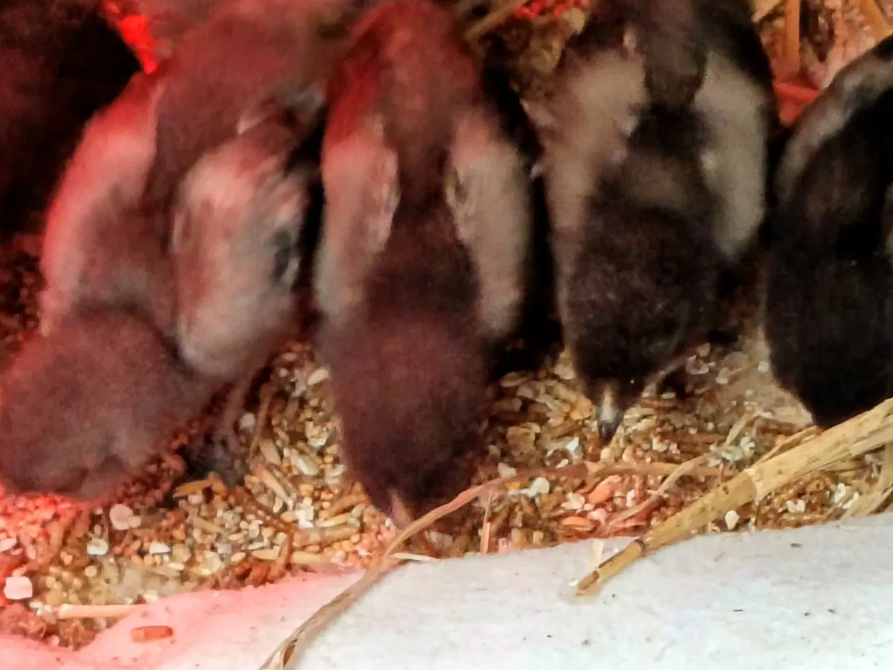 Billede 1 - Silke kyllinger 