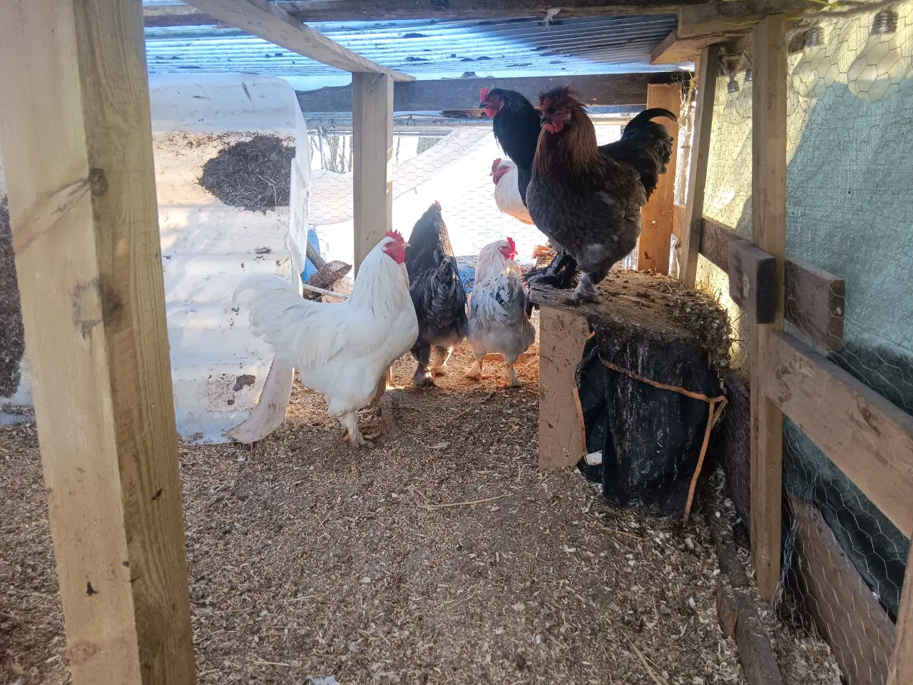 Billede 2 - 9 store flotte Haner 