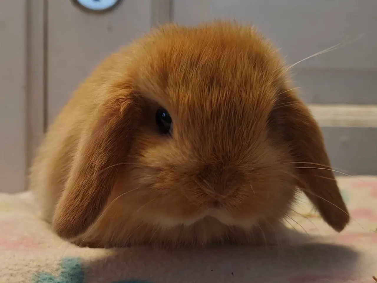 Billede 14 - Minilop