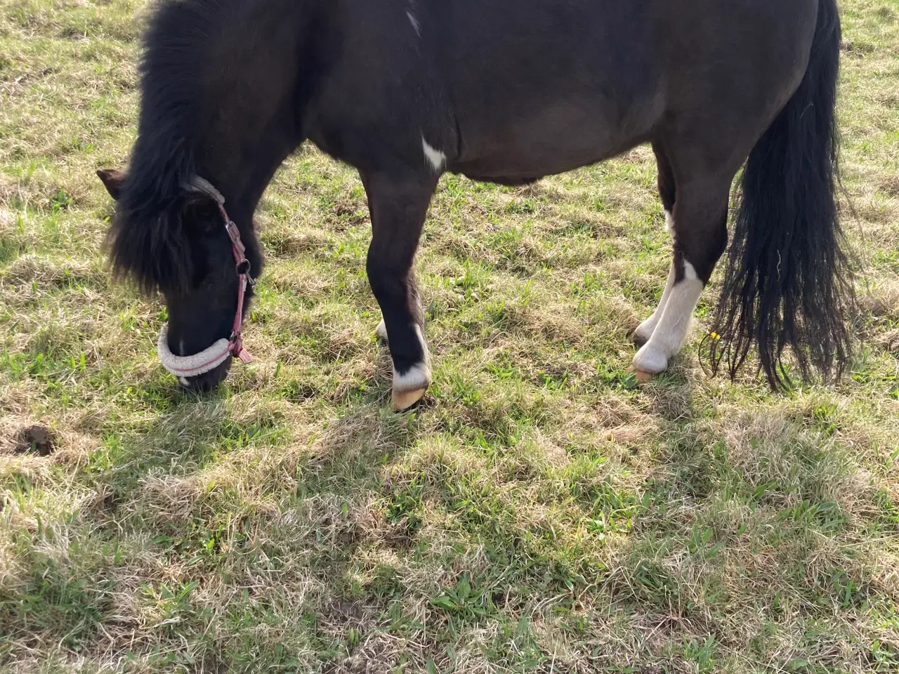 Billede 5 - Pony