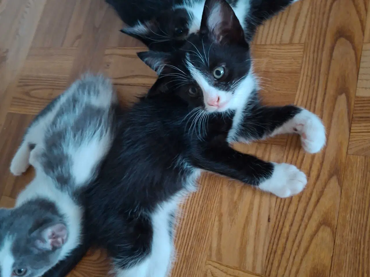 Billede 3 - Killinger - Mainecoone blanding