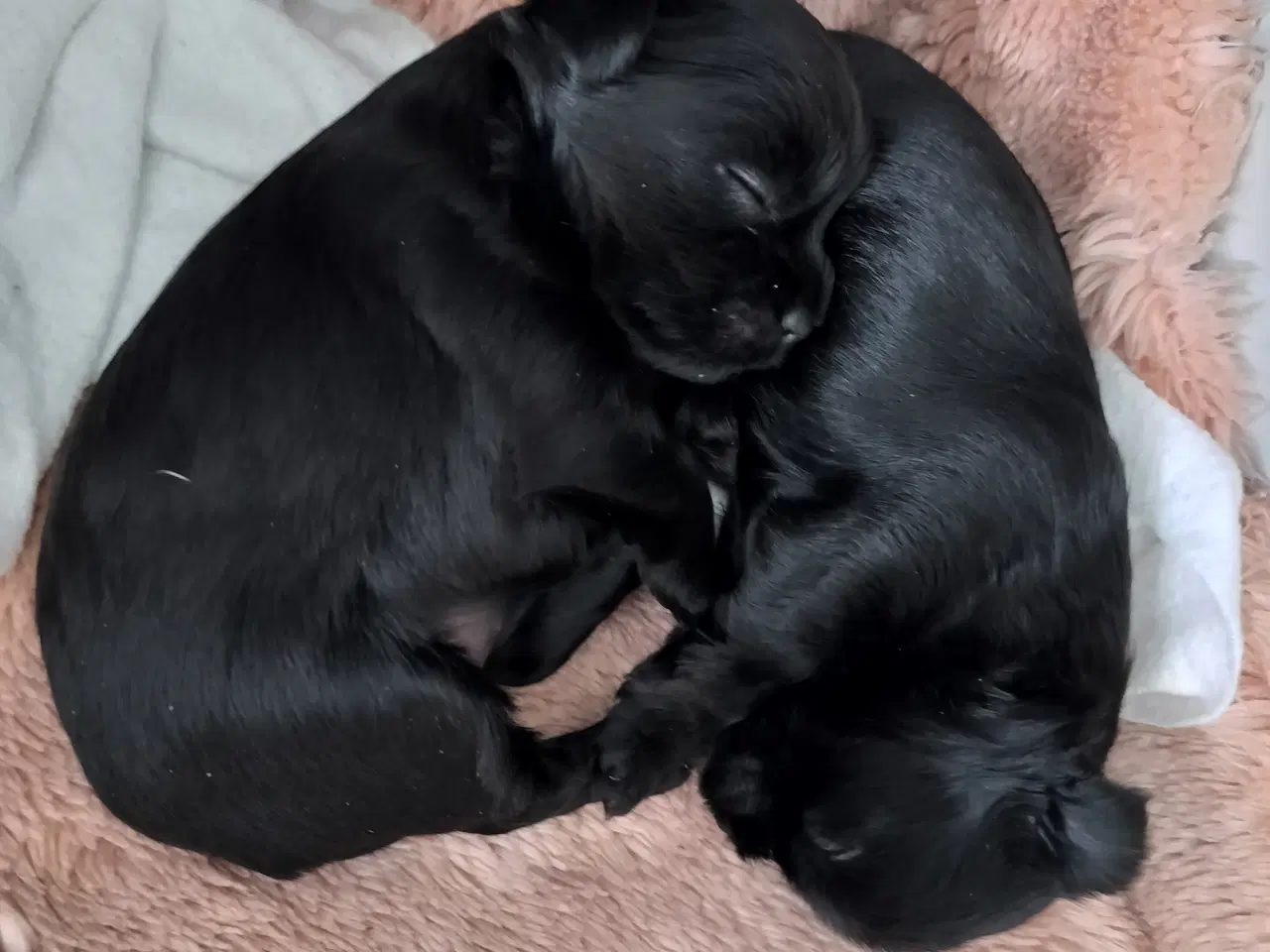 Billede 6 - Skønneste Sorte Yorkshire Terrier