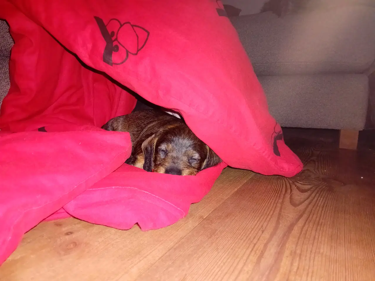Billede 6 - Ruhåret gravhund 