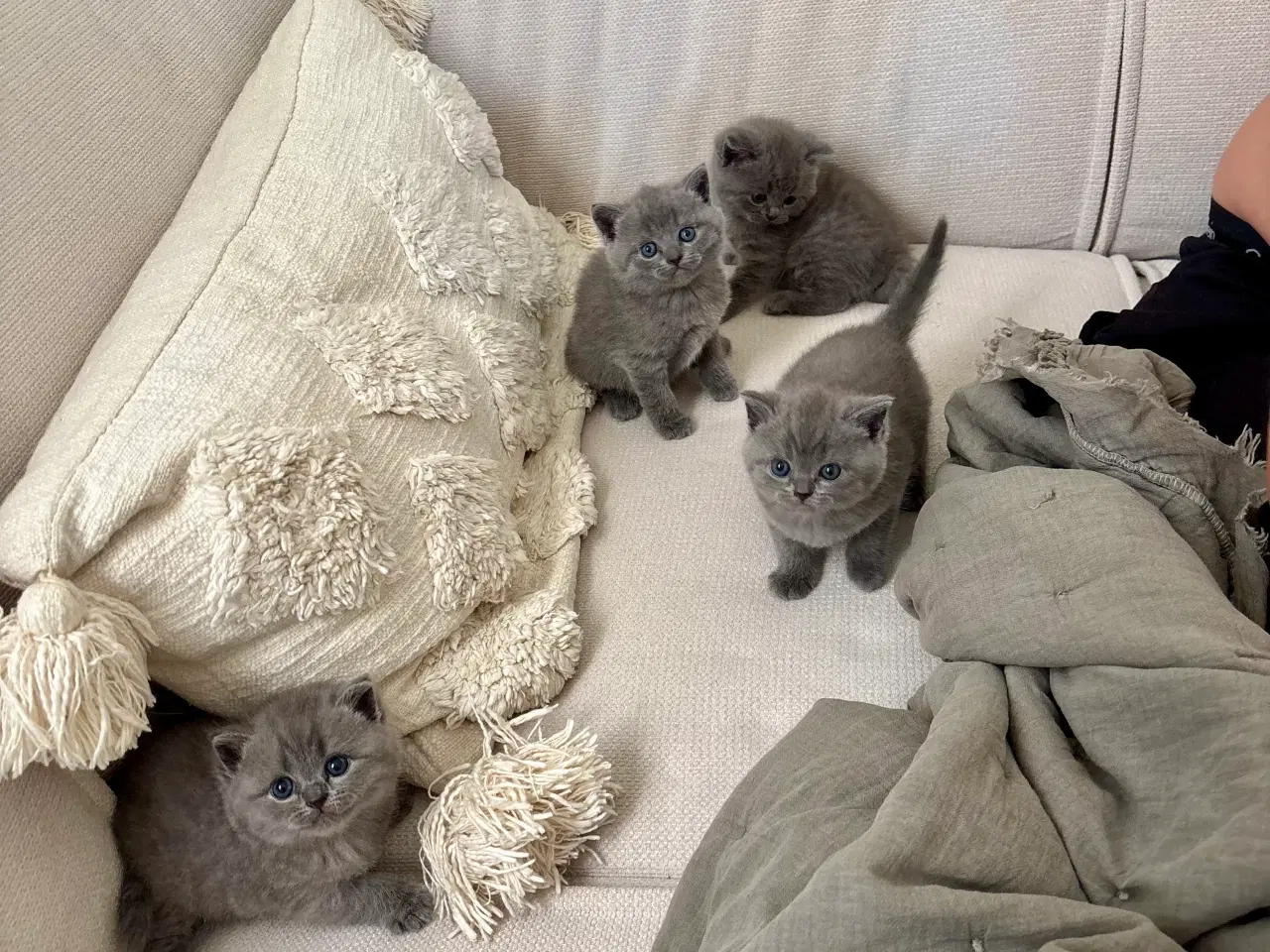 Billede 1 - British shorthair killinger