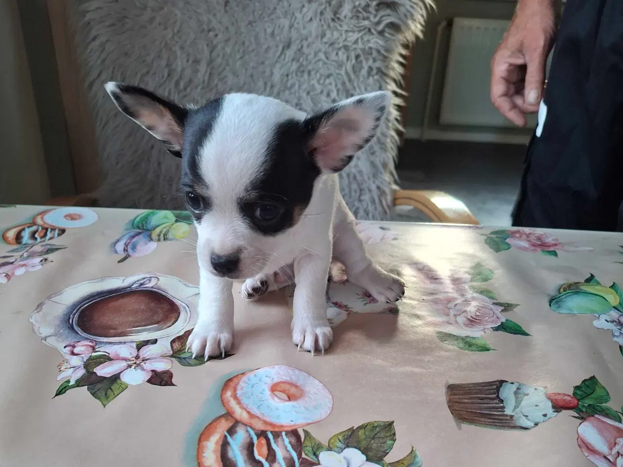 Billede 2 - Chihuahua hvalpe 