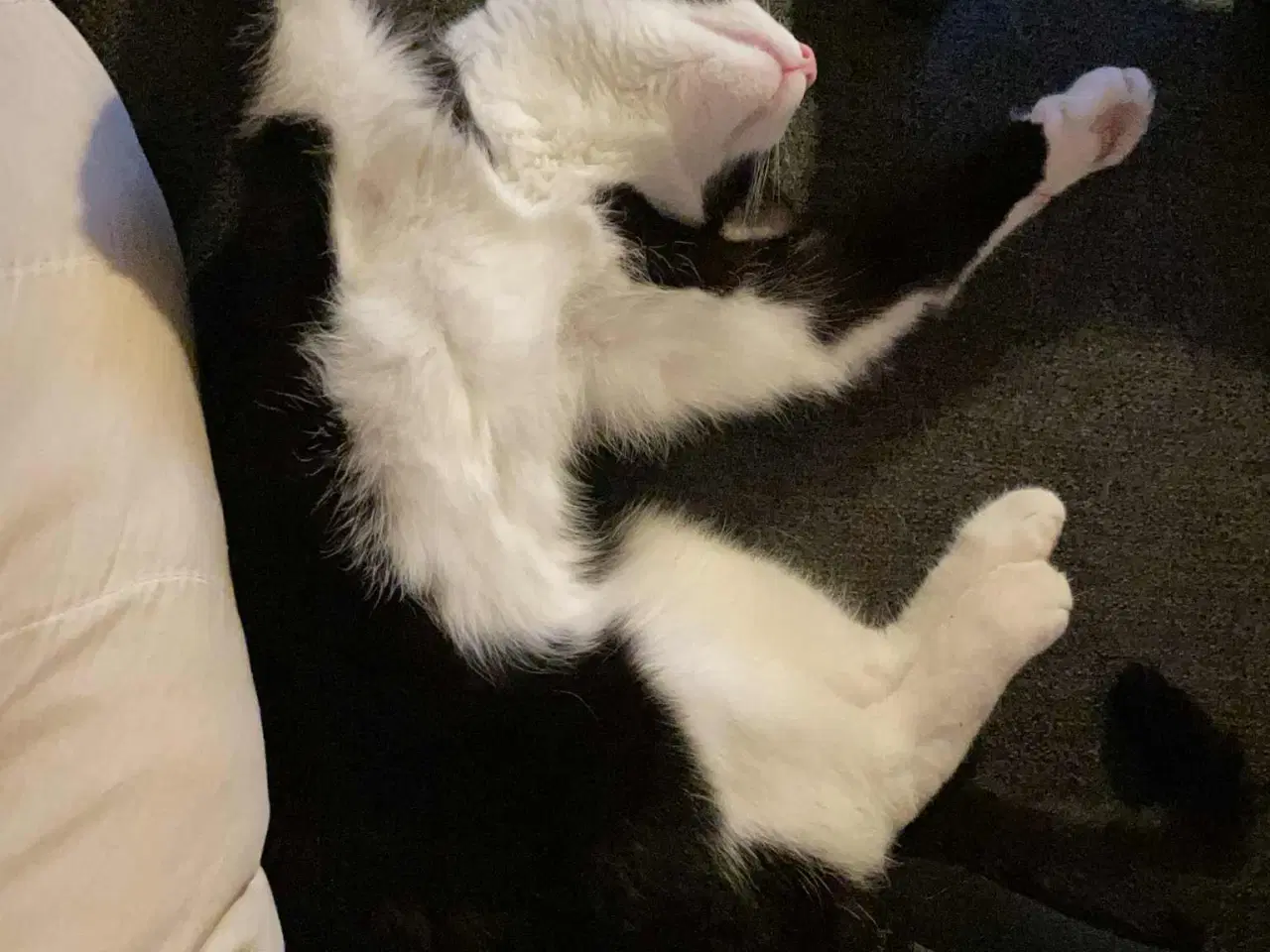 Billede 7 - Opflaskede, kastrerede hankatte