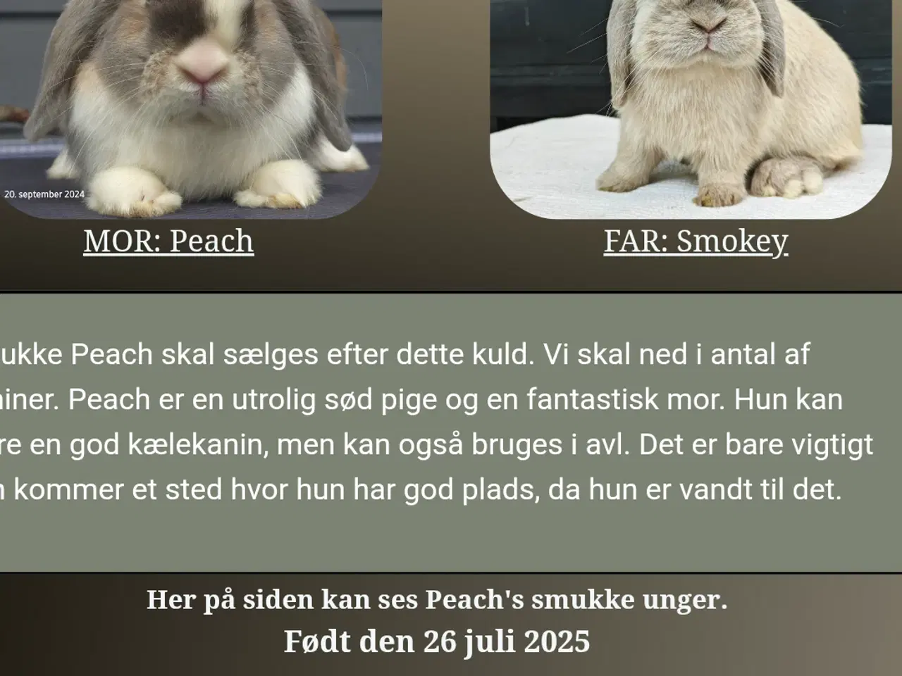 Billede 7 - To minilop kaniner 9 mdr