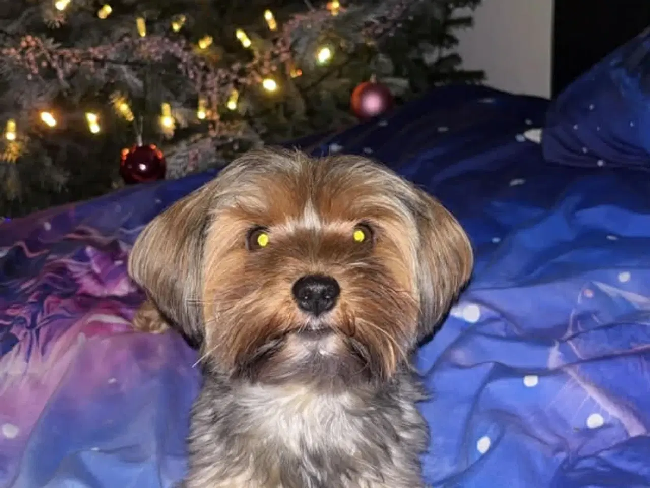 Billede 9 - Yorkshire terrier 