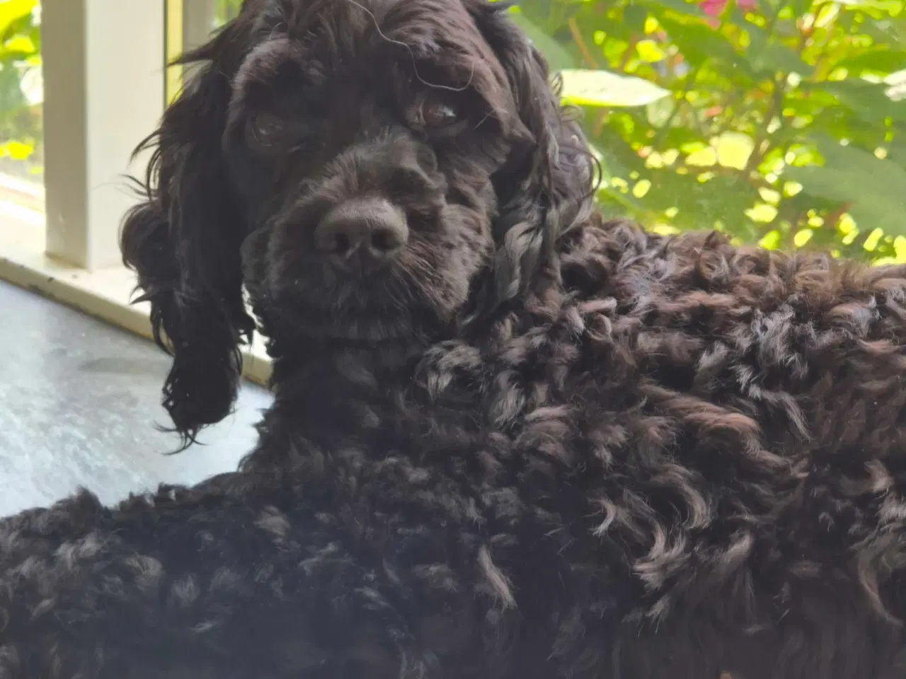 Billede 16 - Uimodstålige søde Mine cockapoo 