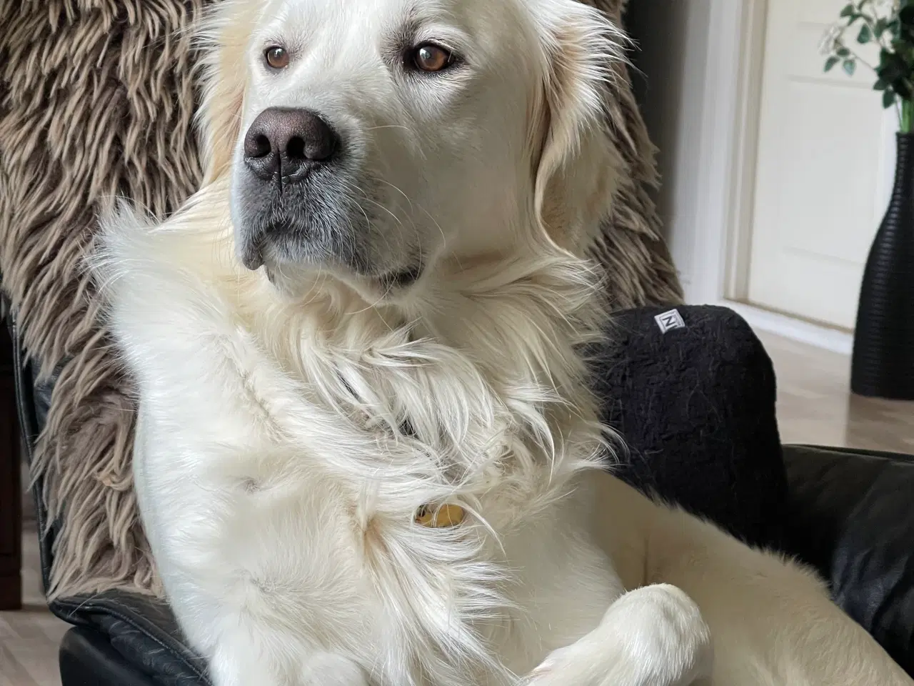 Billede 3 - Lækker familiehund