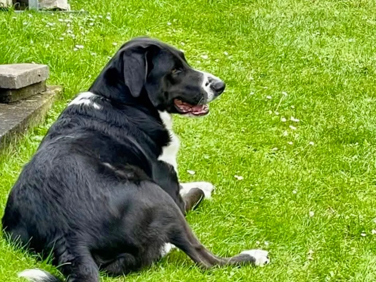 Billede 5 - ⭐️Se lige dejligste Charlie her⭐️