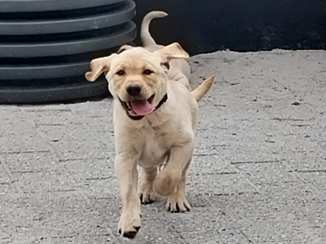 Billede 2 - Gule Labrador Hvalp.