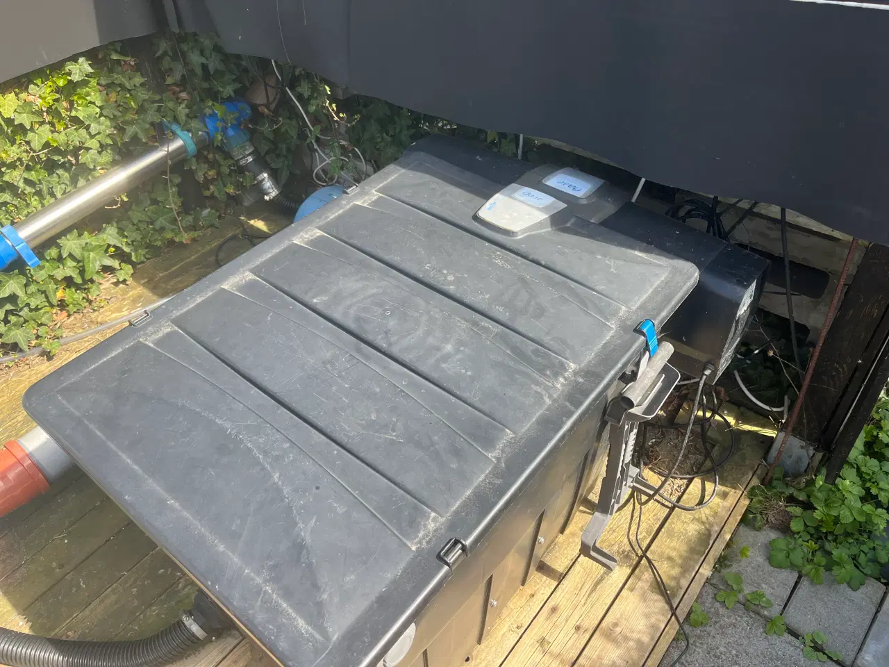 Billede 7 - Japanske koi karper 