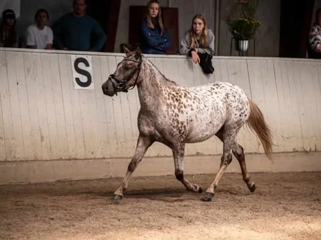 Billede 10 - Smuk knabstruppere hoppe kat. 3