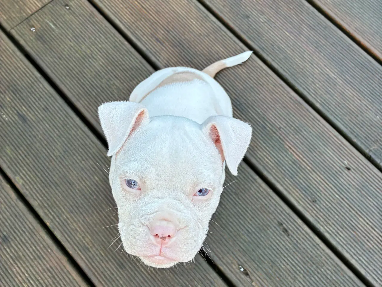 Billede 5 - Old english bulldog
