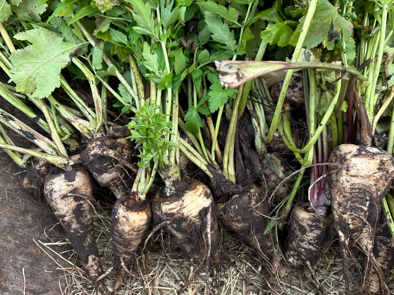 Billede 1 - Hjemmedyrket rødbeder, porrer og pastinakker sæl