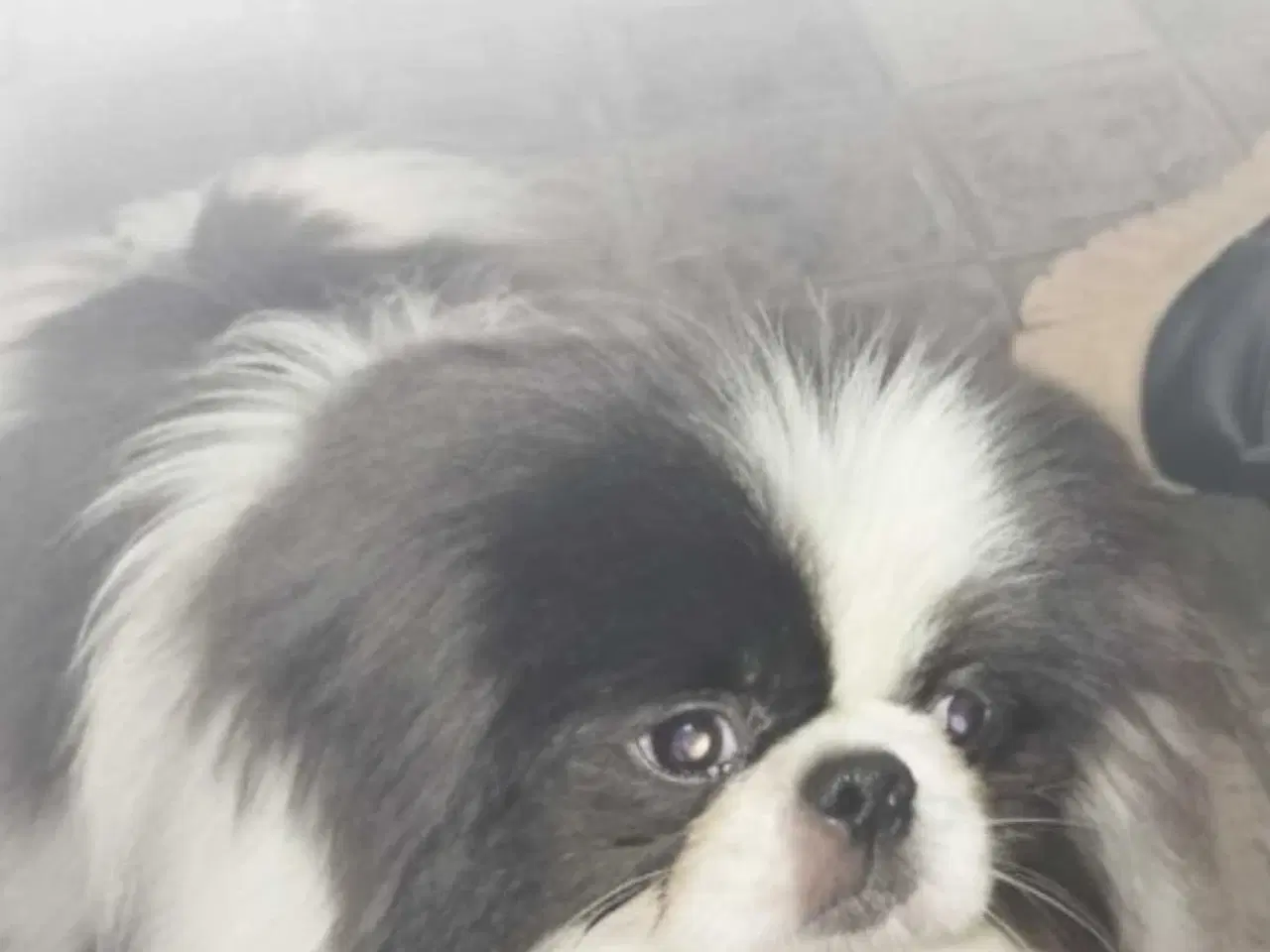 Billede 2 - Blå pekingeser hanhund 1 år