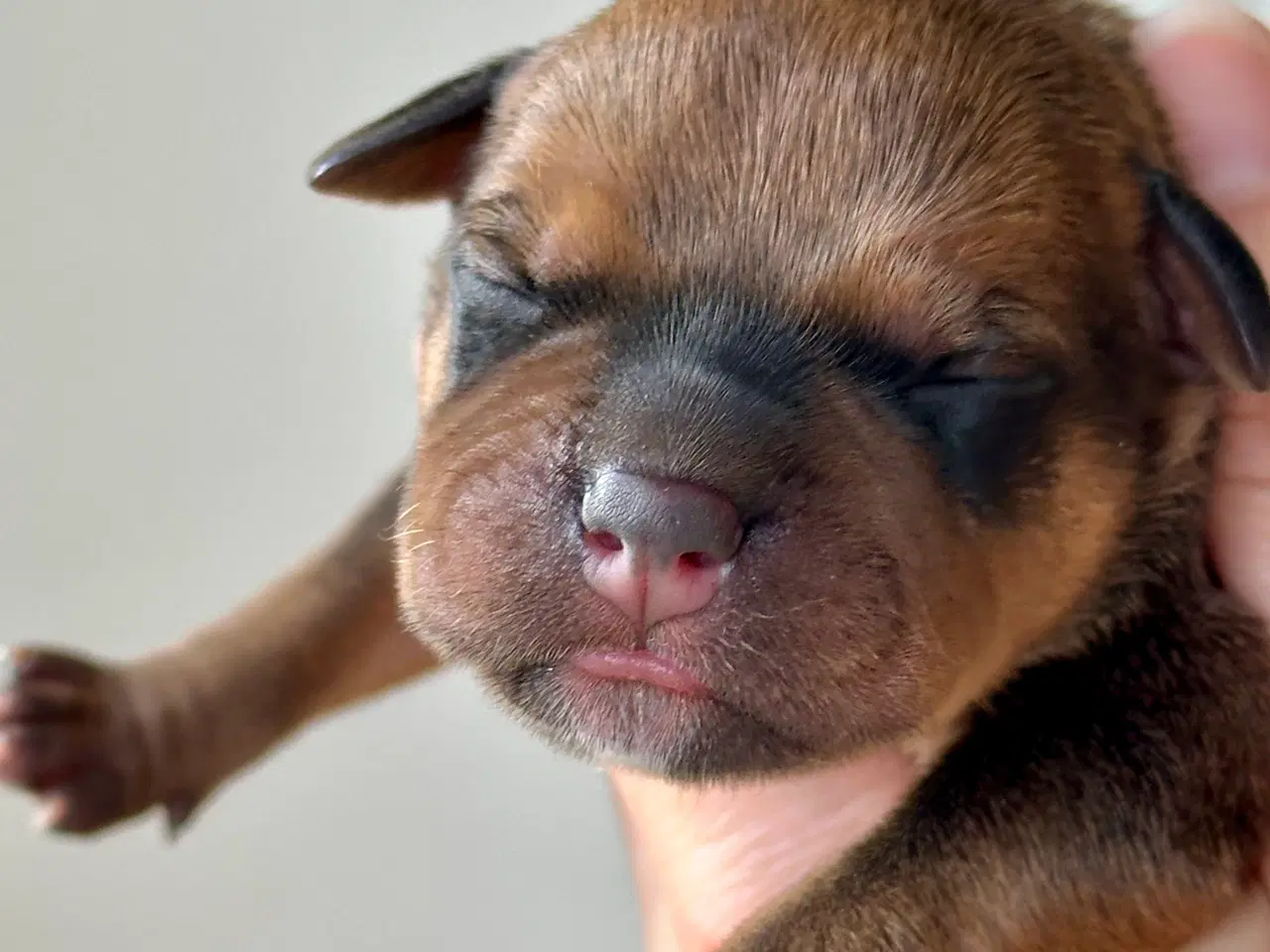 Billede 4 - Staffordshire Bull Terrier DKK