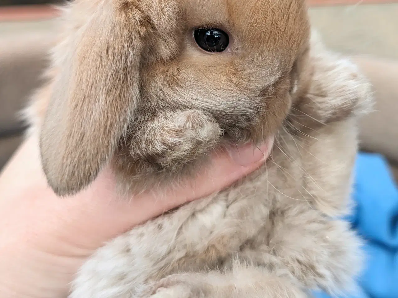 Billede 5 - Minilop kaninunge sælges 