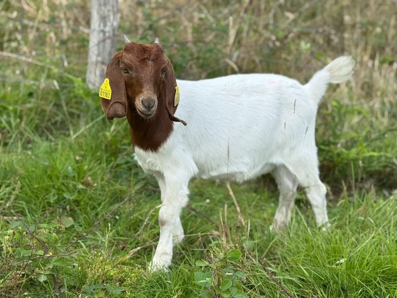 Billede 4 - Boer gimmer