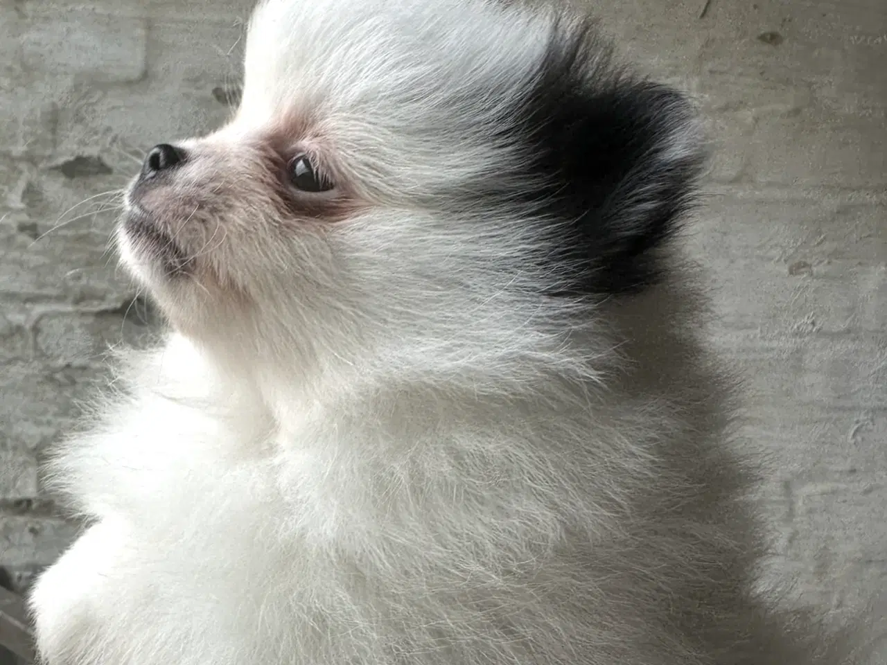 Billede 3 - Pomeranian Partycolor