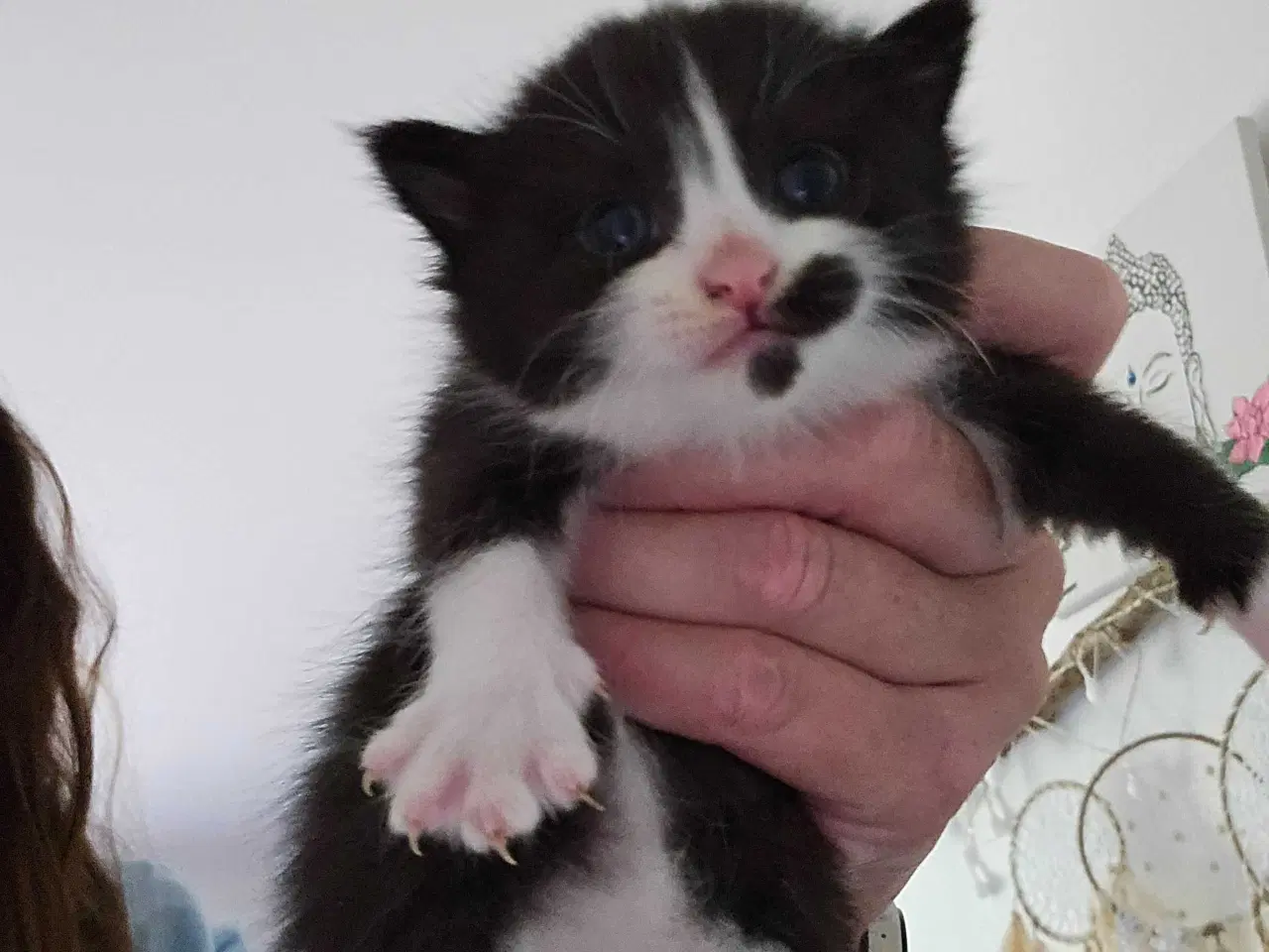 Billede 3 - Killinger main coon blanding