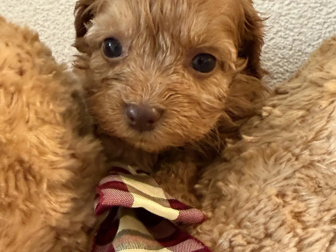 Billede 1 - Havapoo piger