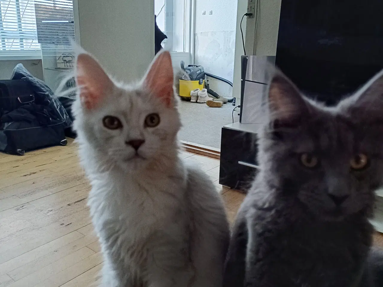 Billede 8 - Maine coon pige