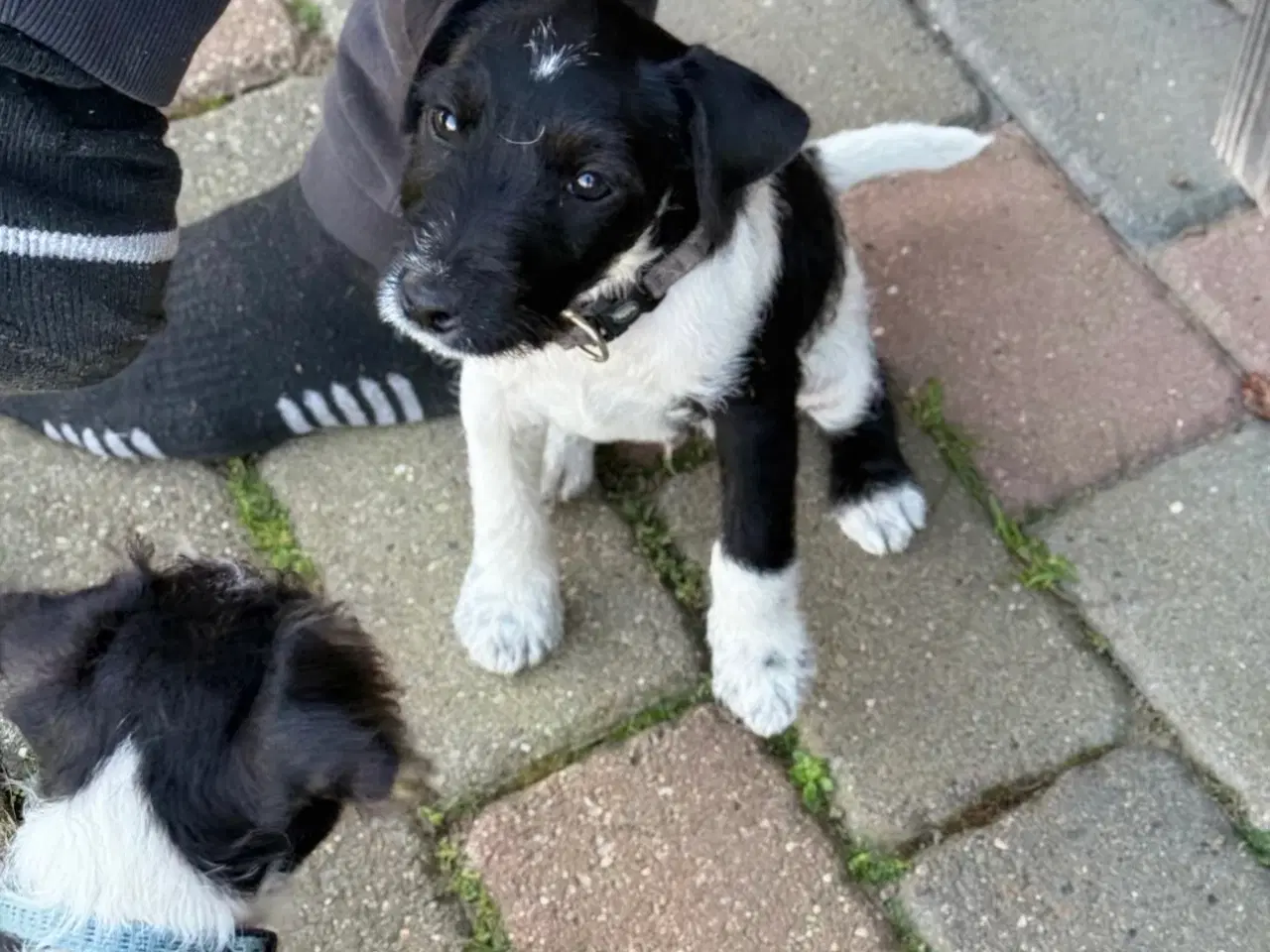 Billede 10 - Jack Russel sælges 