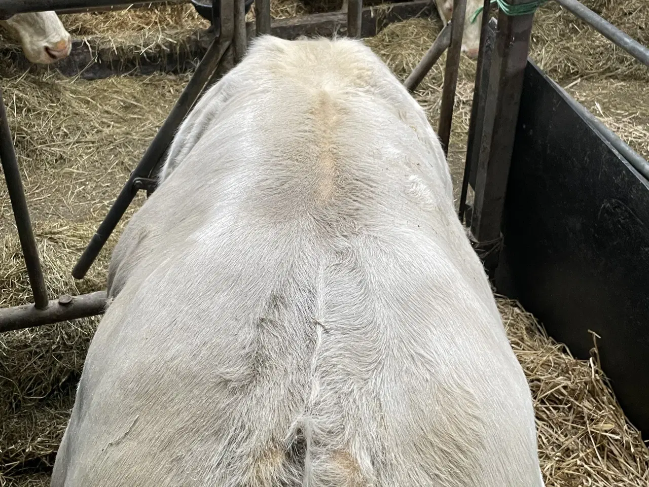 Billede 4 - Charolais tyr