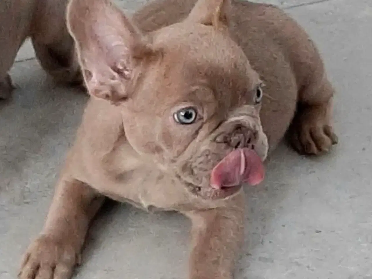 Billede 1 - Fransk bulldog Isabella drenge 