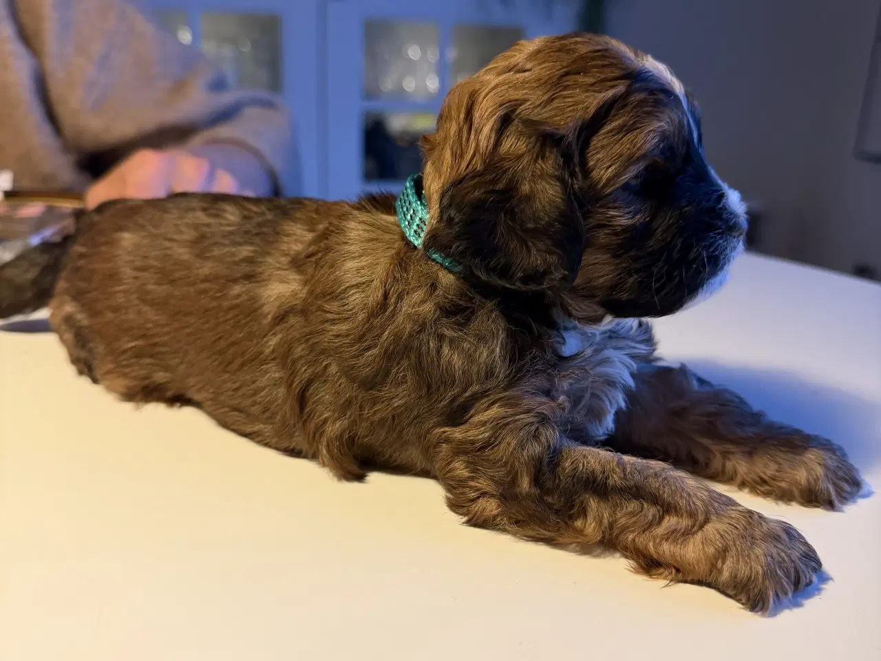 Billede 9 - Shitzu puddel blanding 