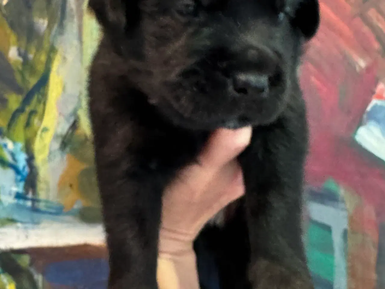 Billede 10 - Golden Retriever & Rottweiler mix
