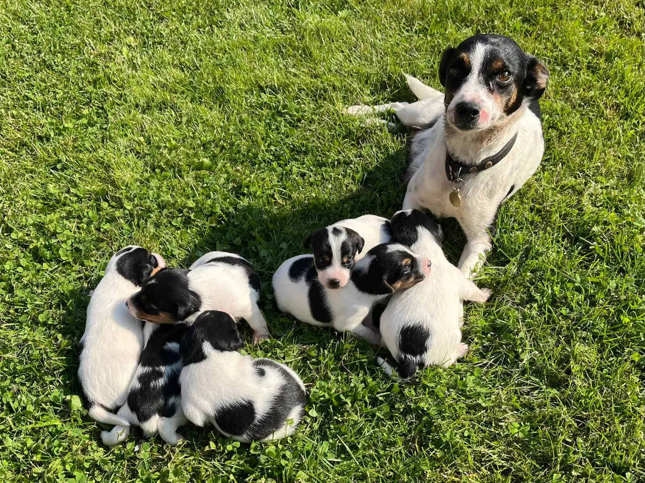 Billede 1 - Dansk-svensk hundehvalpe 