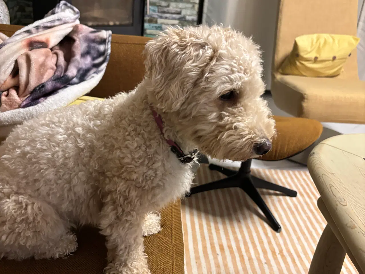 Billede 18 - Cotonpoo eller potton hvalpe