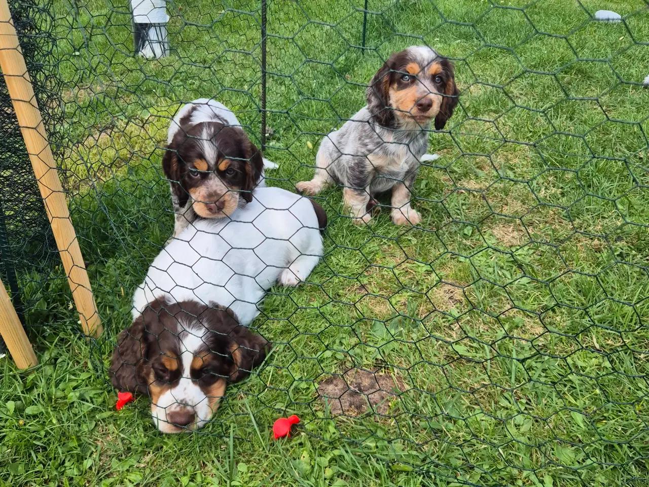 Billede 3 - Ft cocker spaniel 