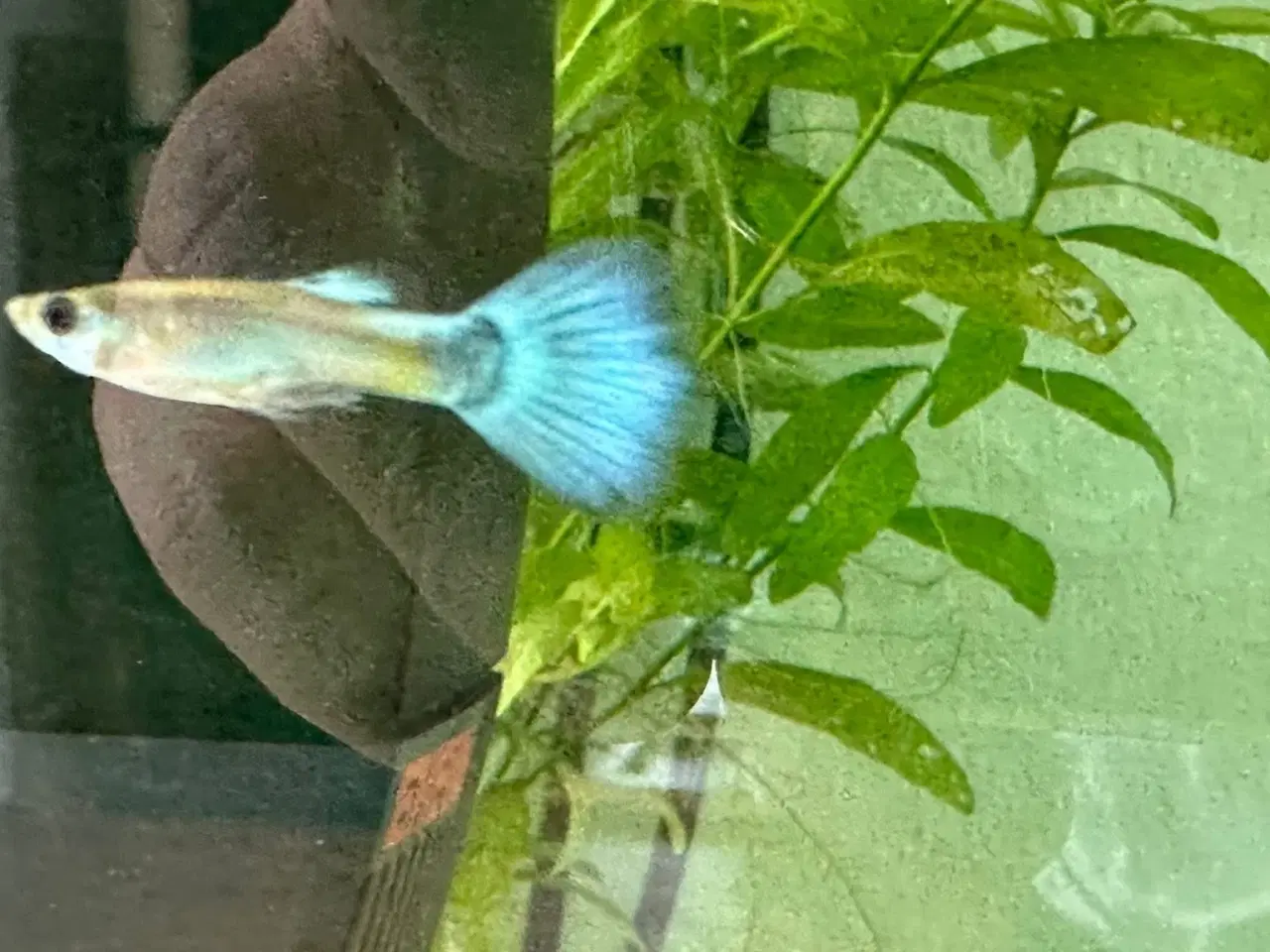 Billede 6 - Guppy yngel 