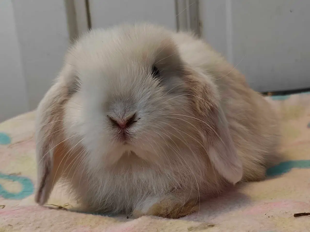 Billede 16 - Minilop