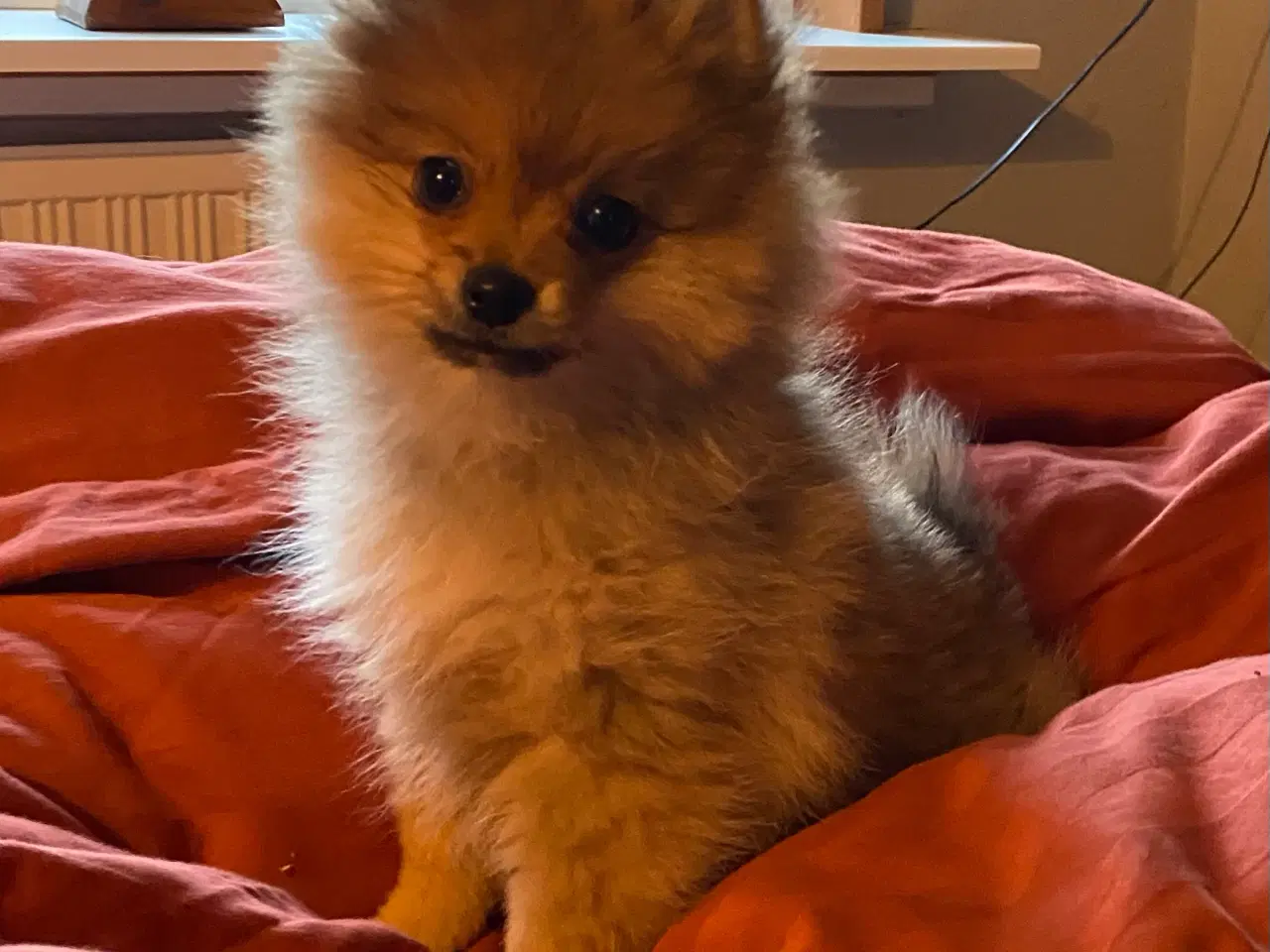 Billede 3 - Pomeranian. Super dejlig ren Pomeranian dreng.